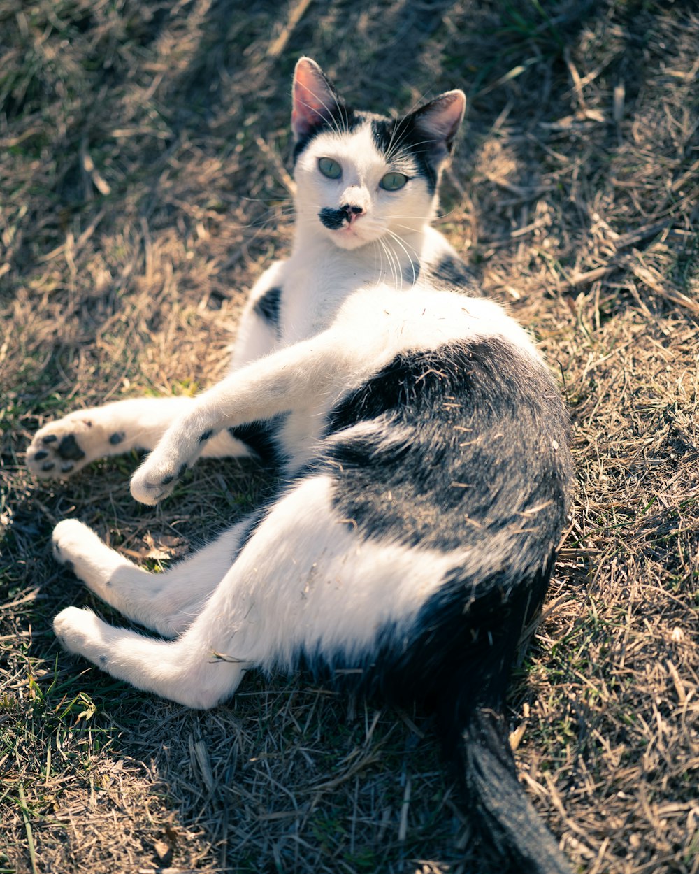 white and black cat on brown grass