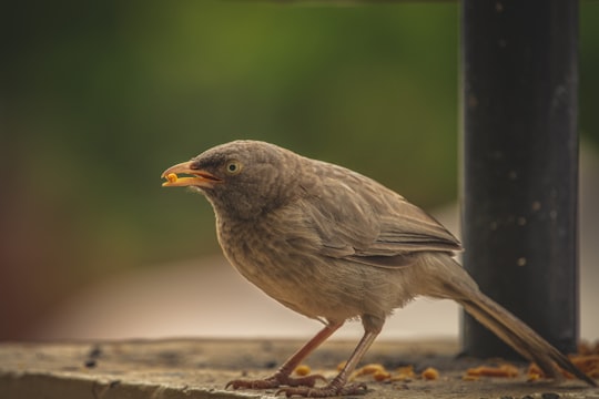 brown bird on brown wooden surface in Gandhinagar India