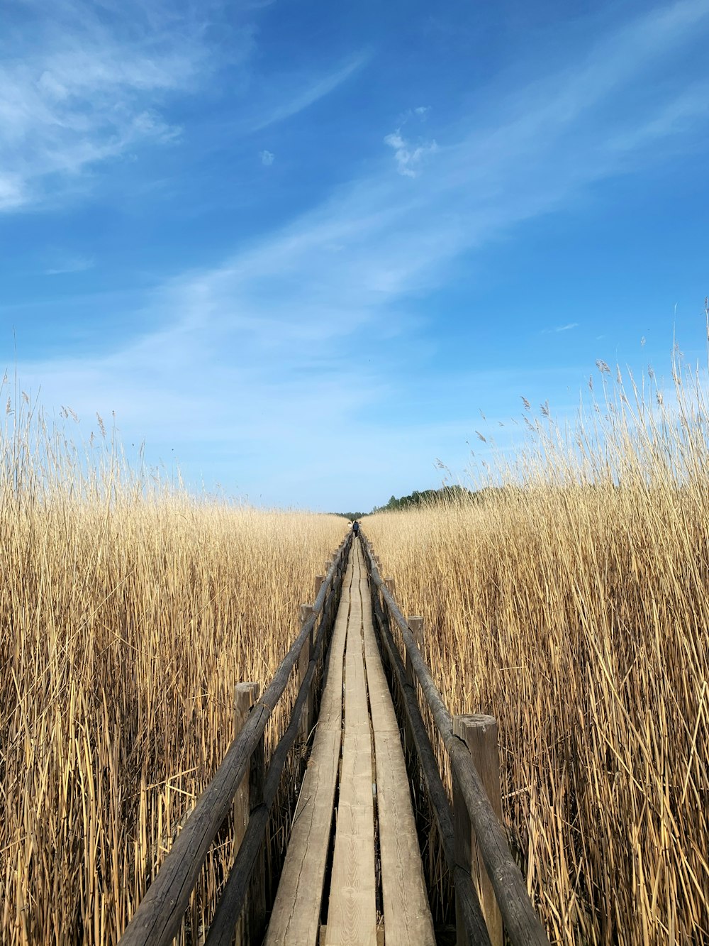 brown wheat field under blue sky during daytime