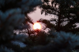 sun behind green pine tree