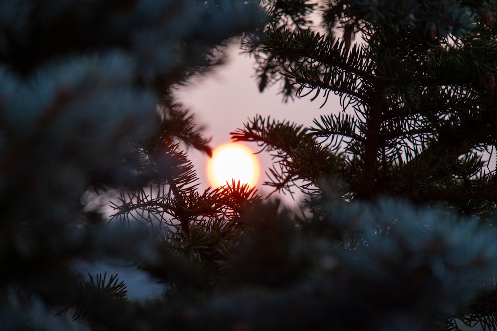 sun behind green pine tree