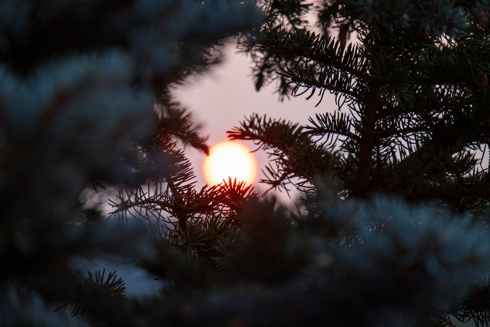 sole dietro il pino verde