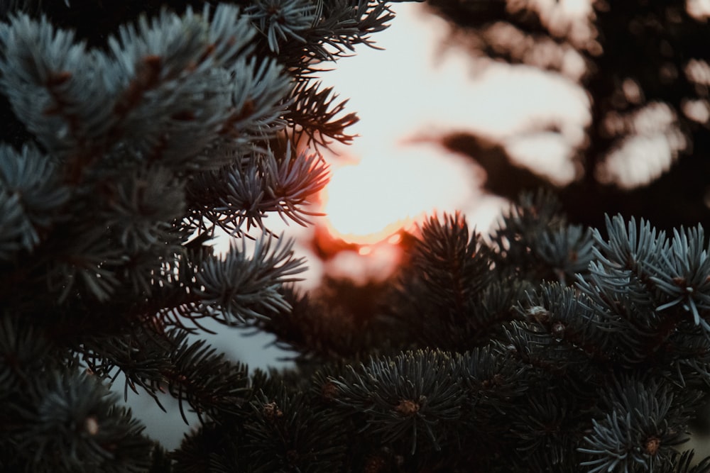 green pine tree with snow