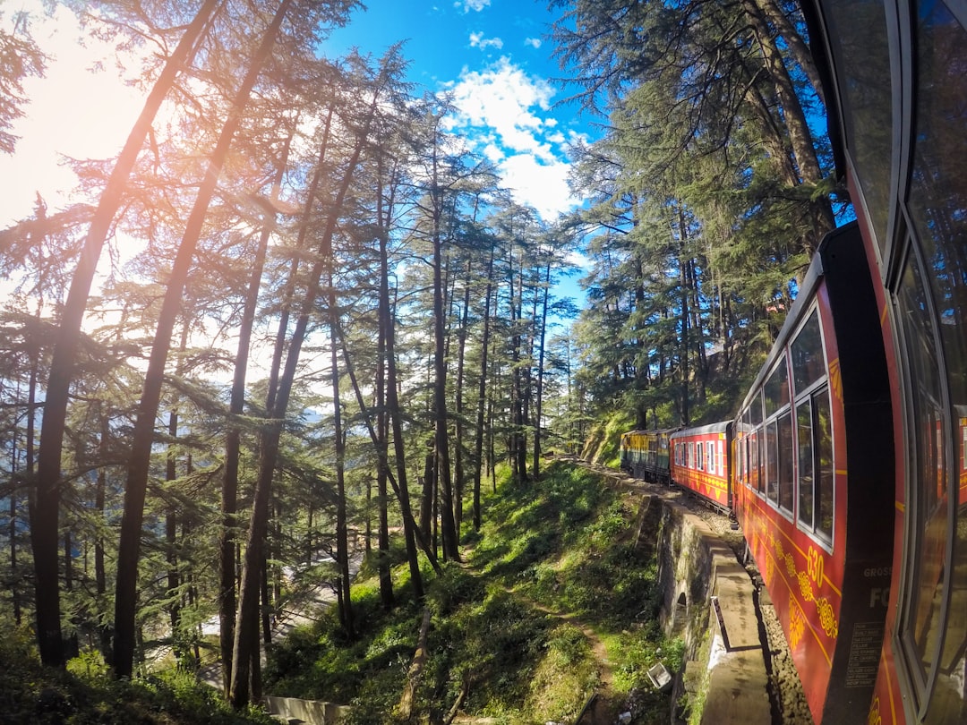 Forest photo spot Shimla Kumarsain