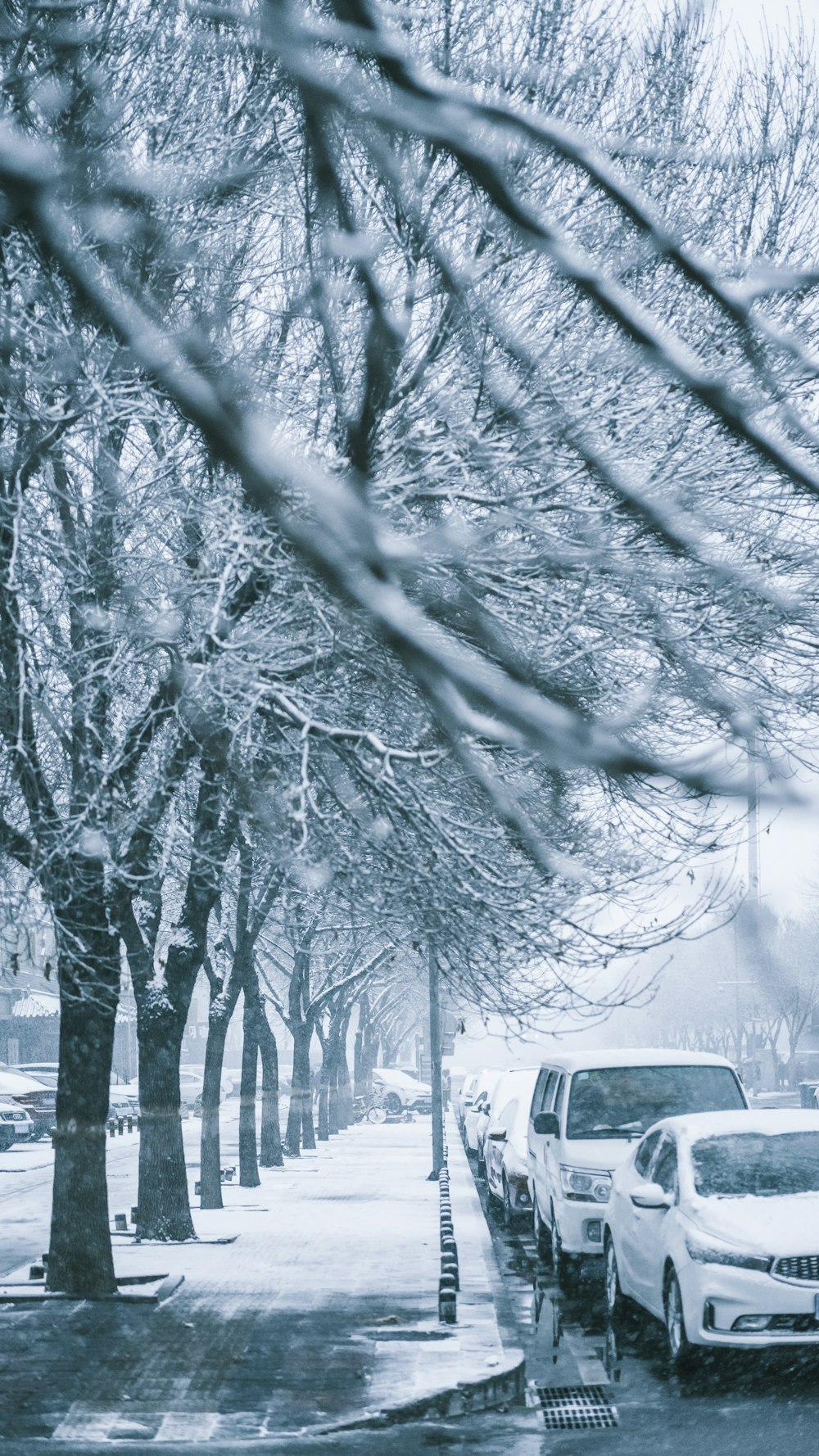 bare trees near white car during daytime
