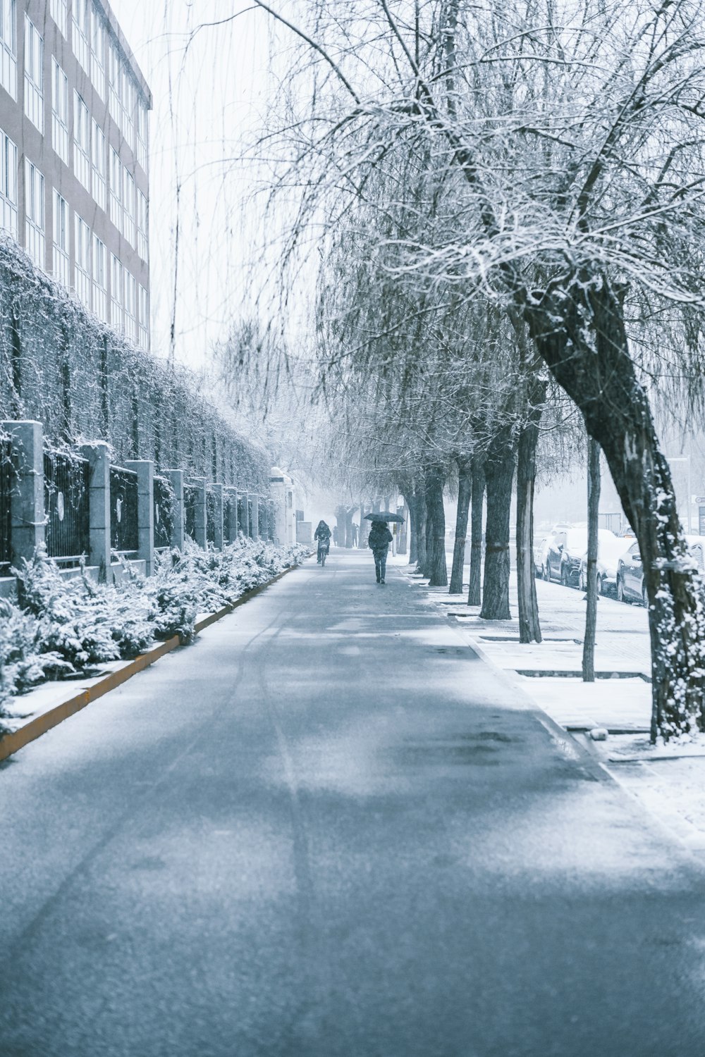 person walking on sidewalk with bare trees on side