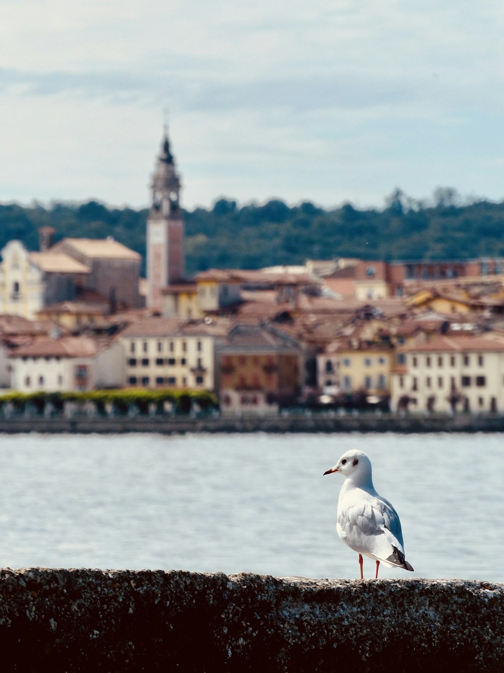 white and gray bird on brown soil near body of water during daytime