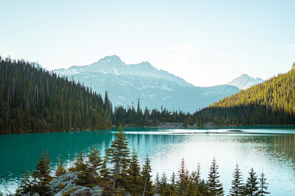 green trees near lake during daytime