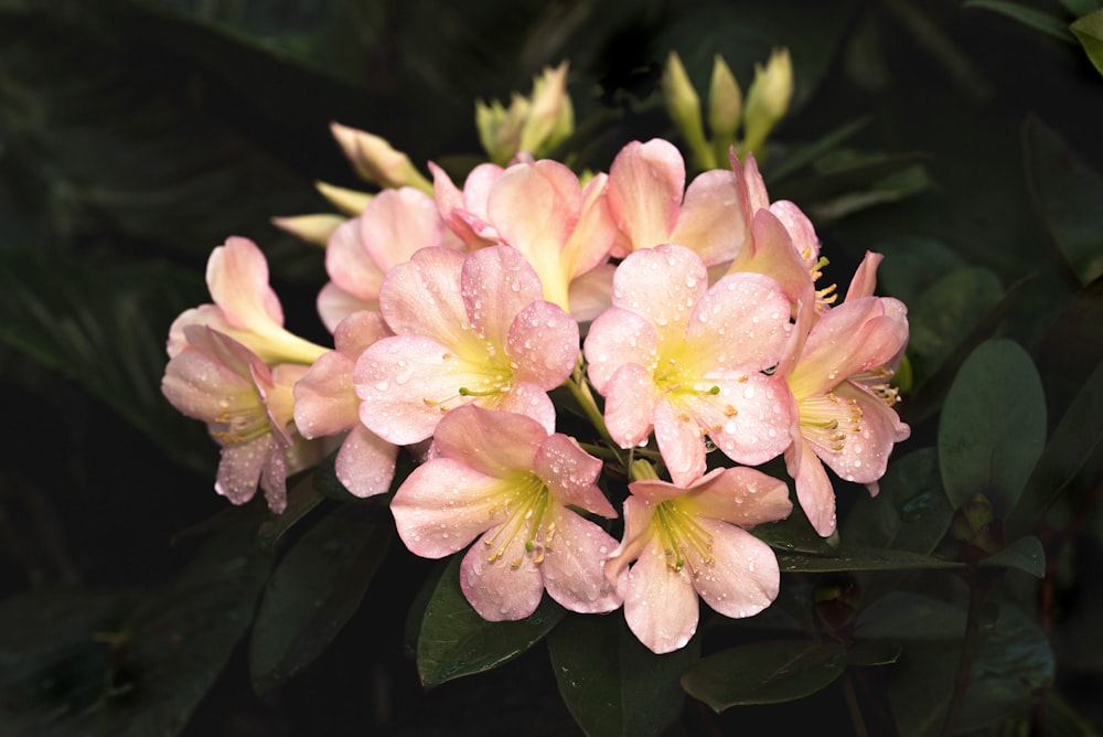 flor rosa y blanca en fotografía de primer plano