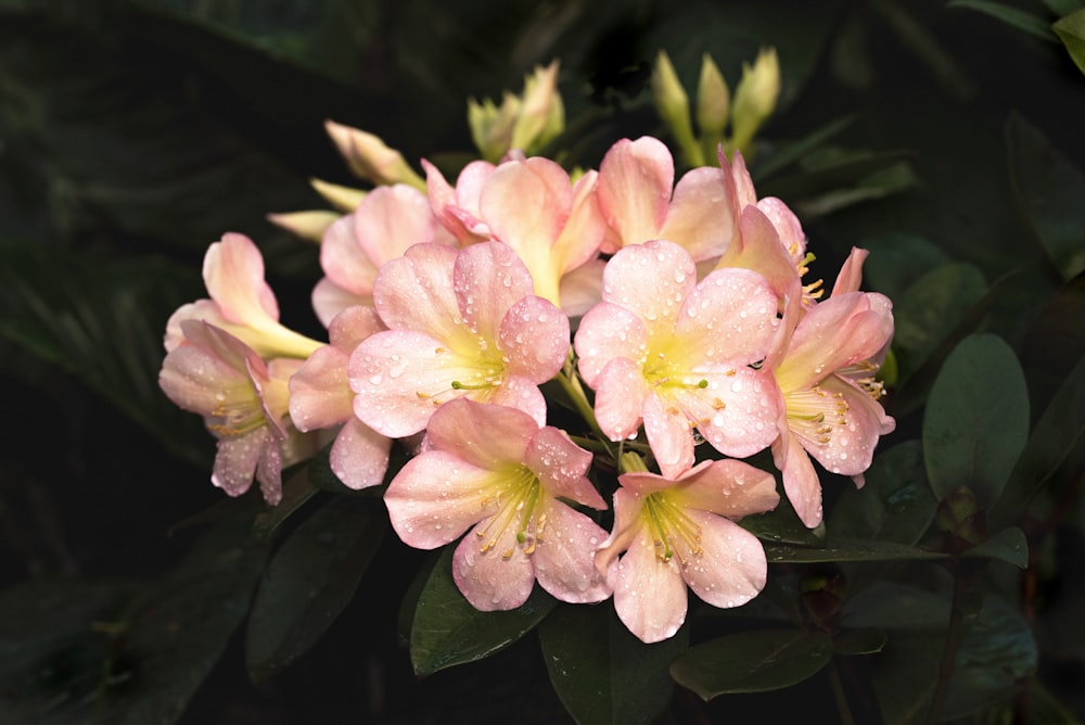 fleur rose et blanche en gros plan photographie