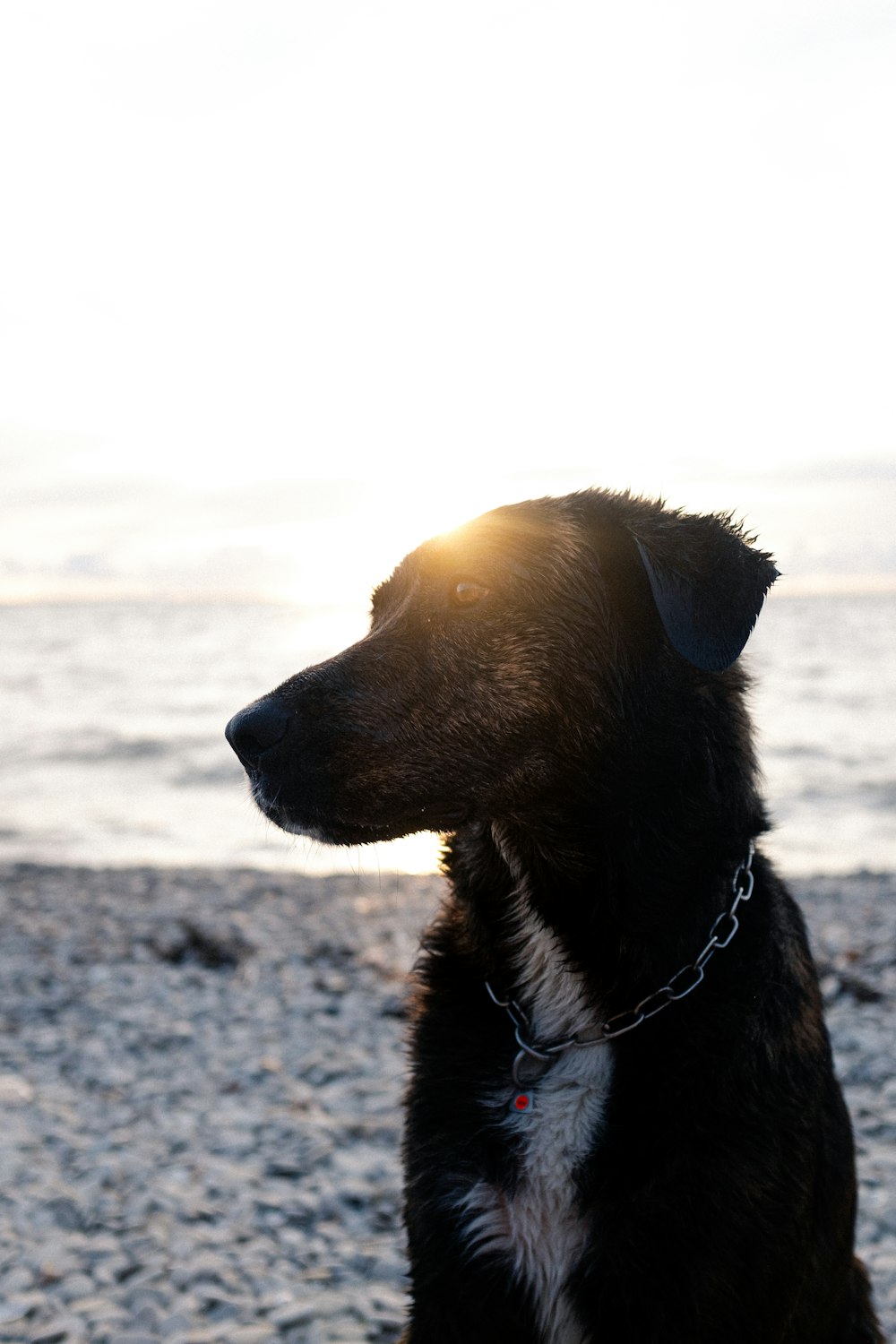 Chien brun à poil court sur sable gris pendant la journée