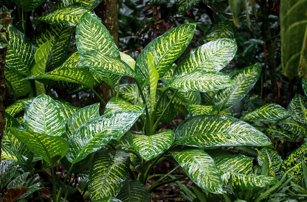 Hojas verdes en la fotografía de primer plano