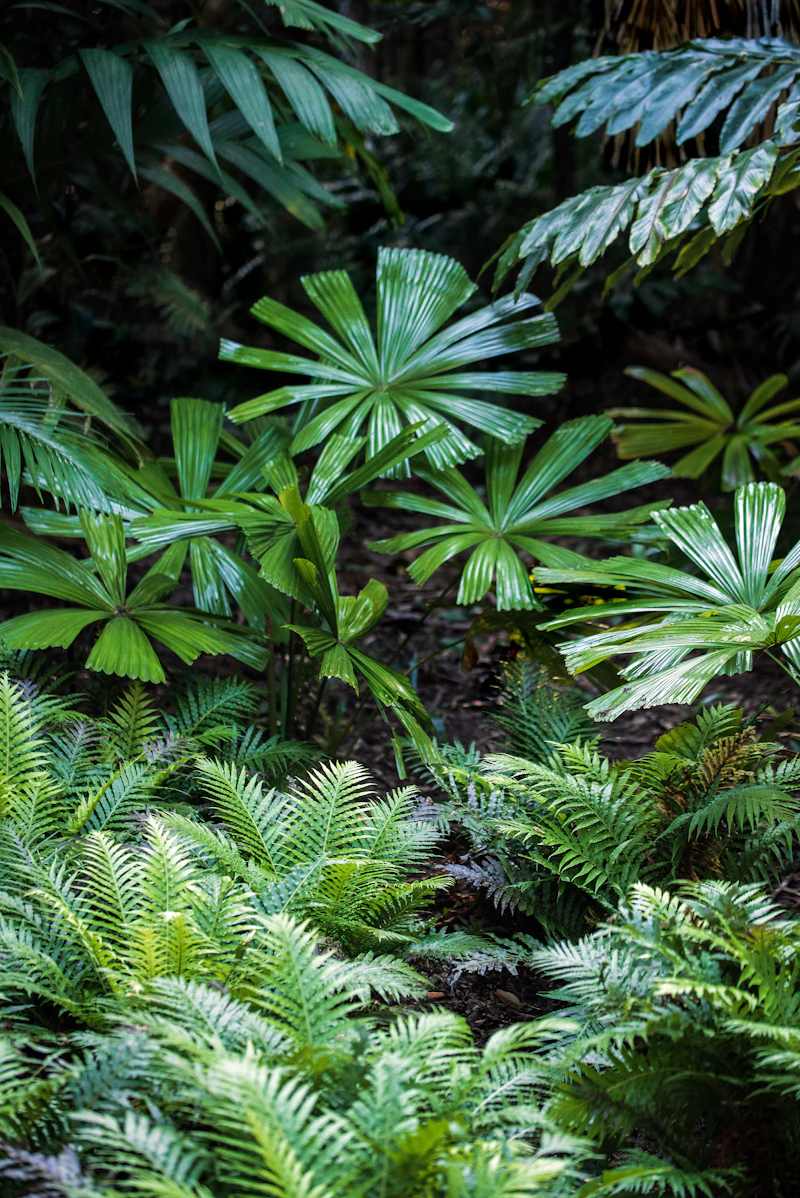 Dense tropical planting of fan palms and ferns