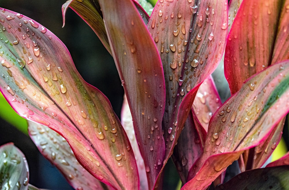 pink flower with water droplets