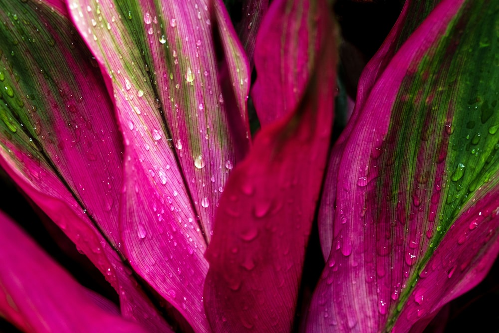 flor púrpura con gotas de agua