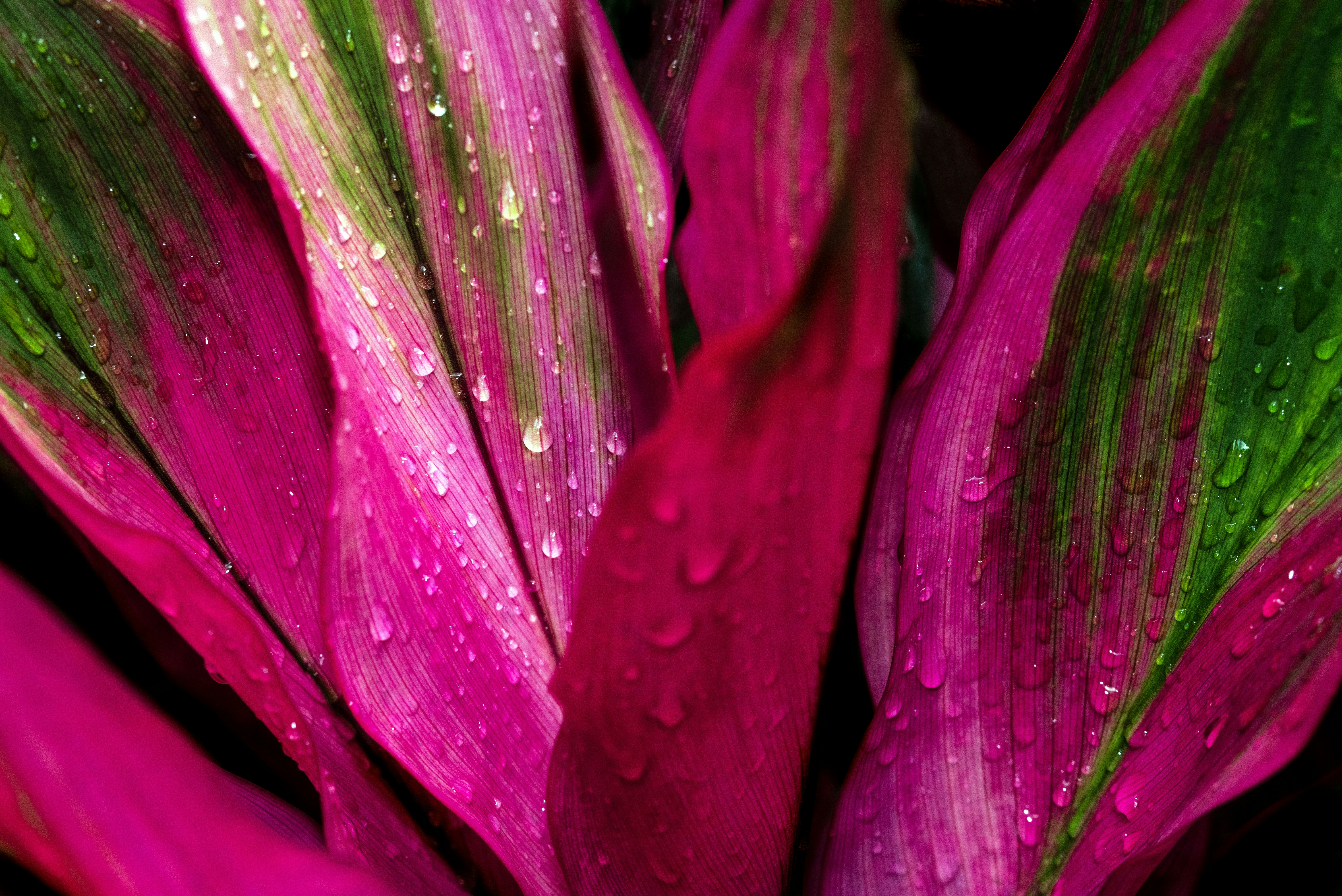 purple flower with water droplets