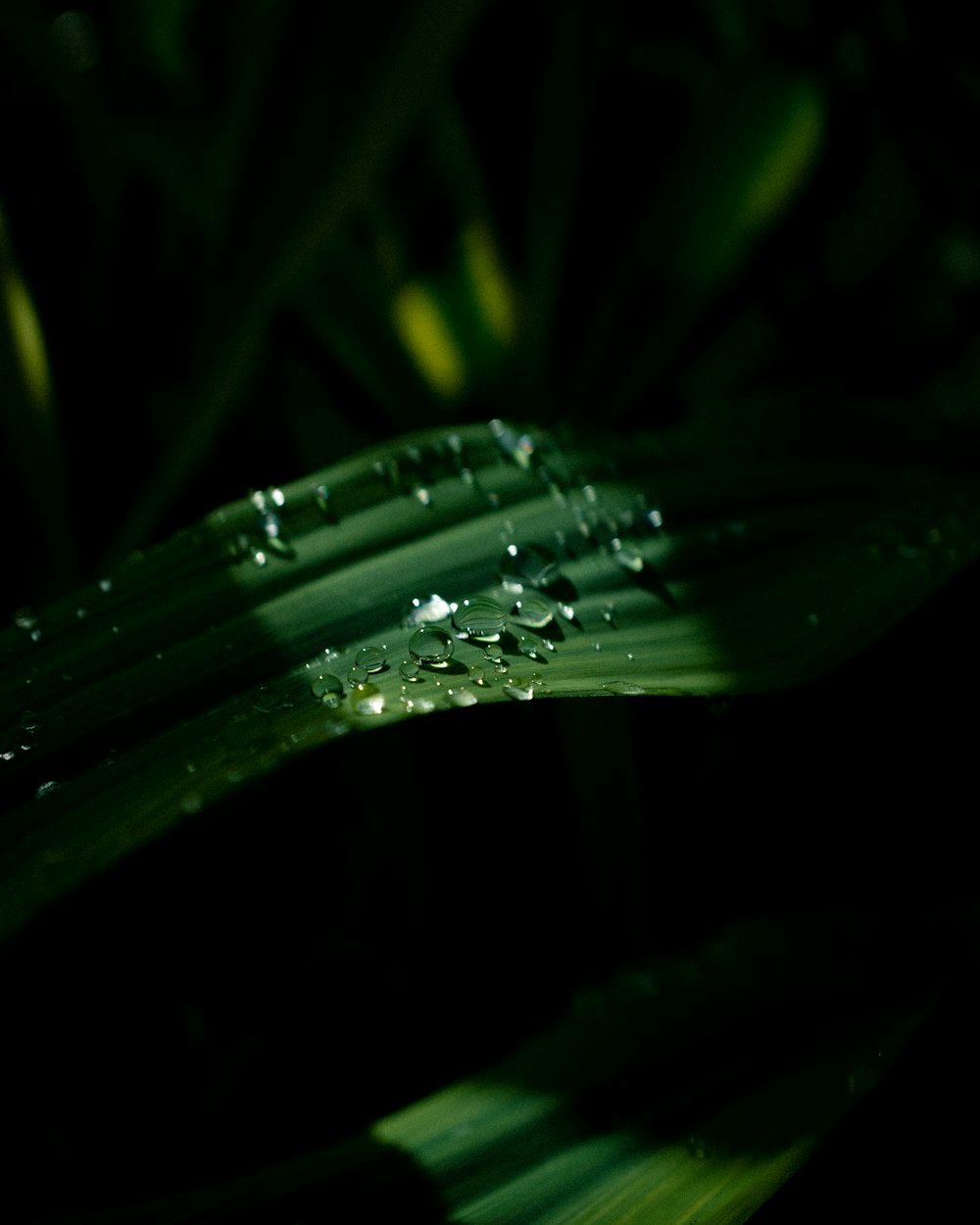 water droplets on green leaf