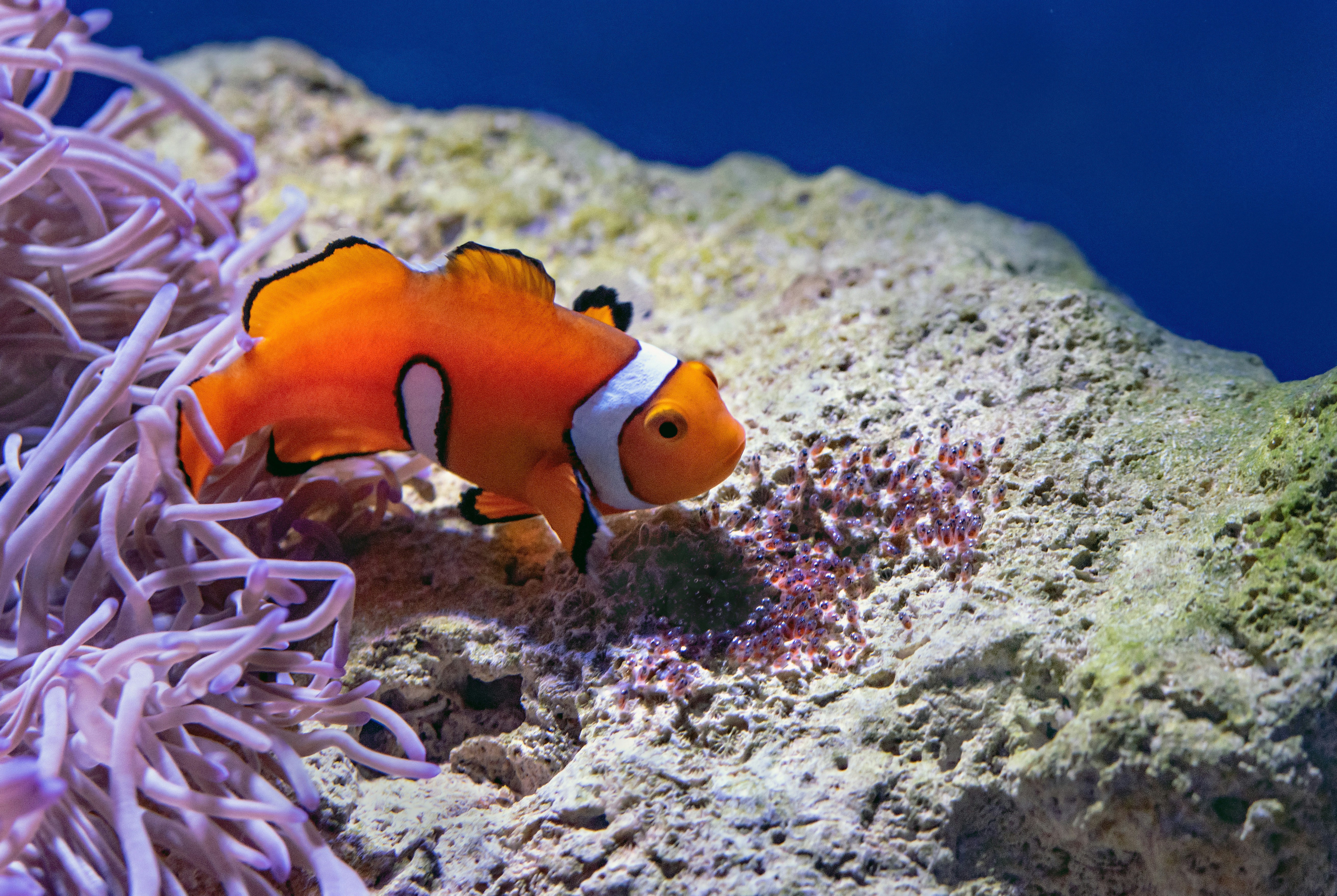 The Impact of Climate Change on Clownfish (image credits: unsplash)