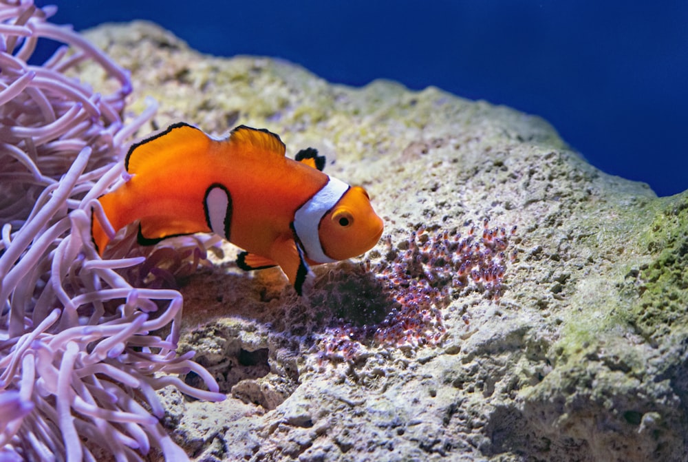 Pez payaso naranja y blanco