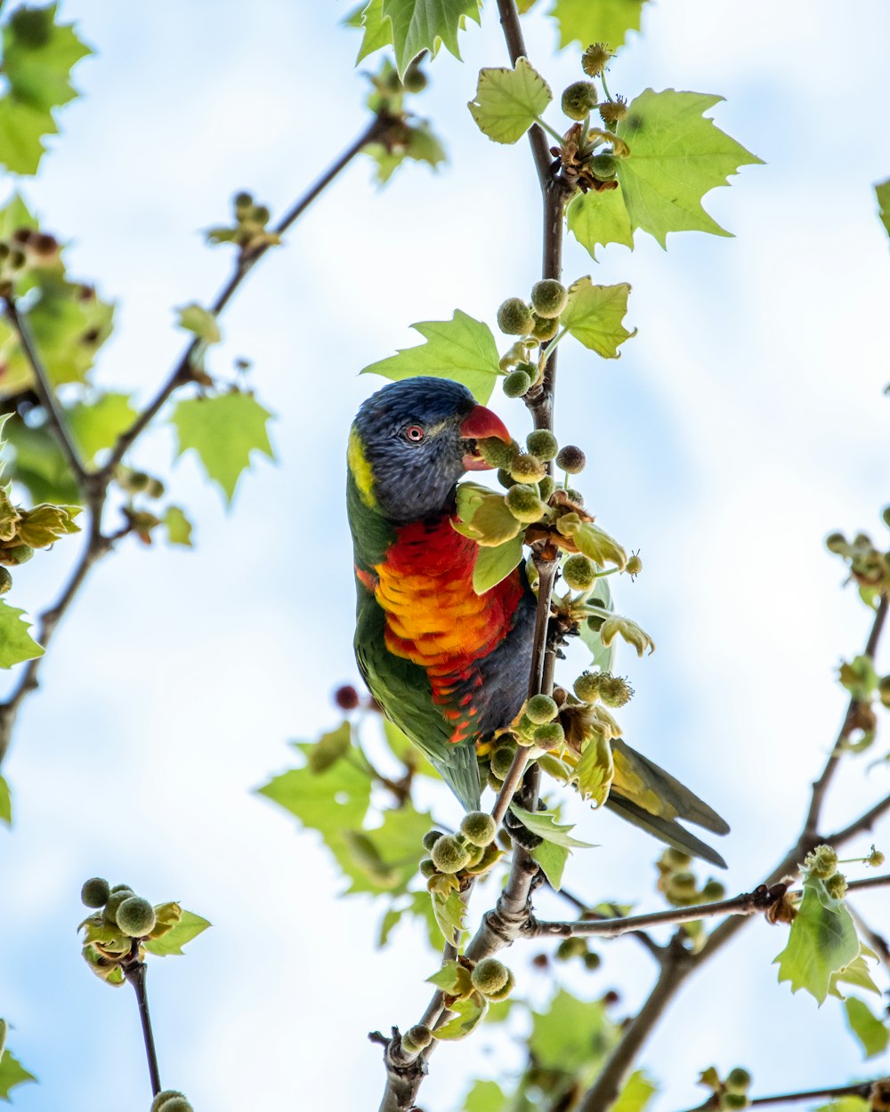 blue orange and green bird perched on tree branch during daytime