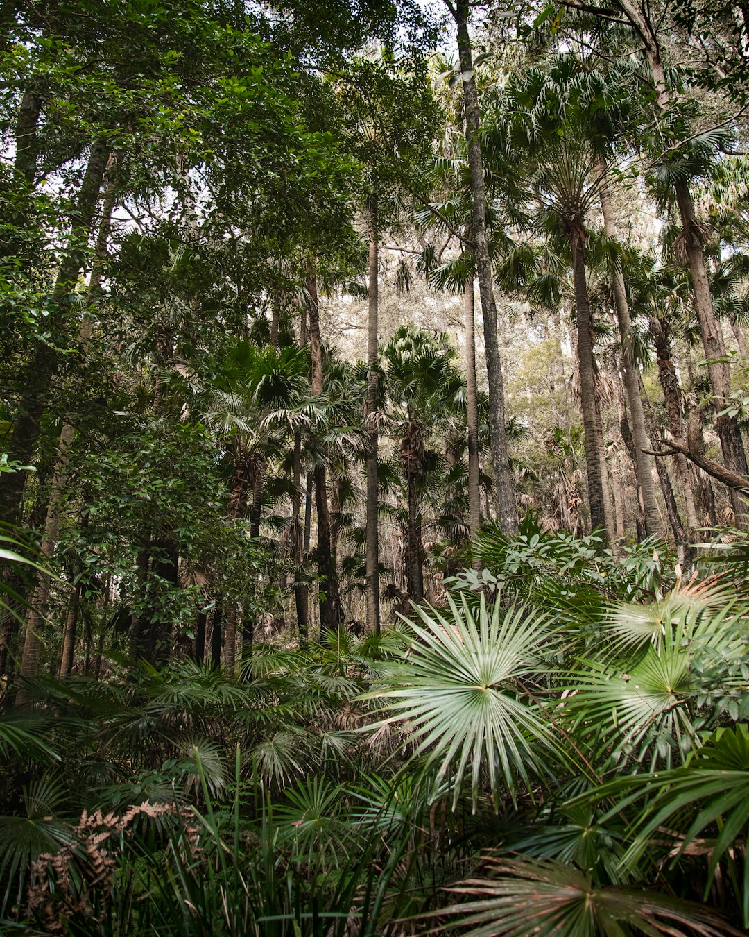 green palm tree during daytime