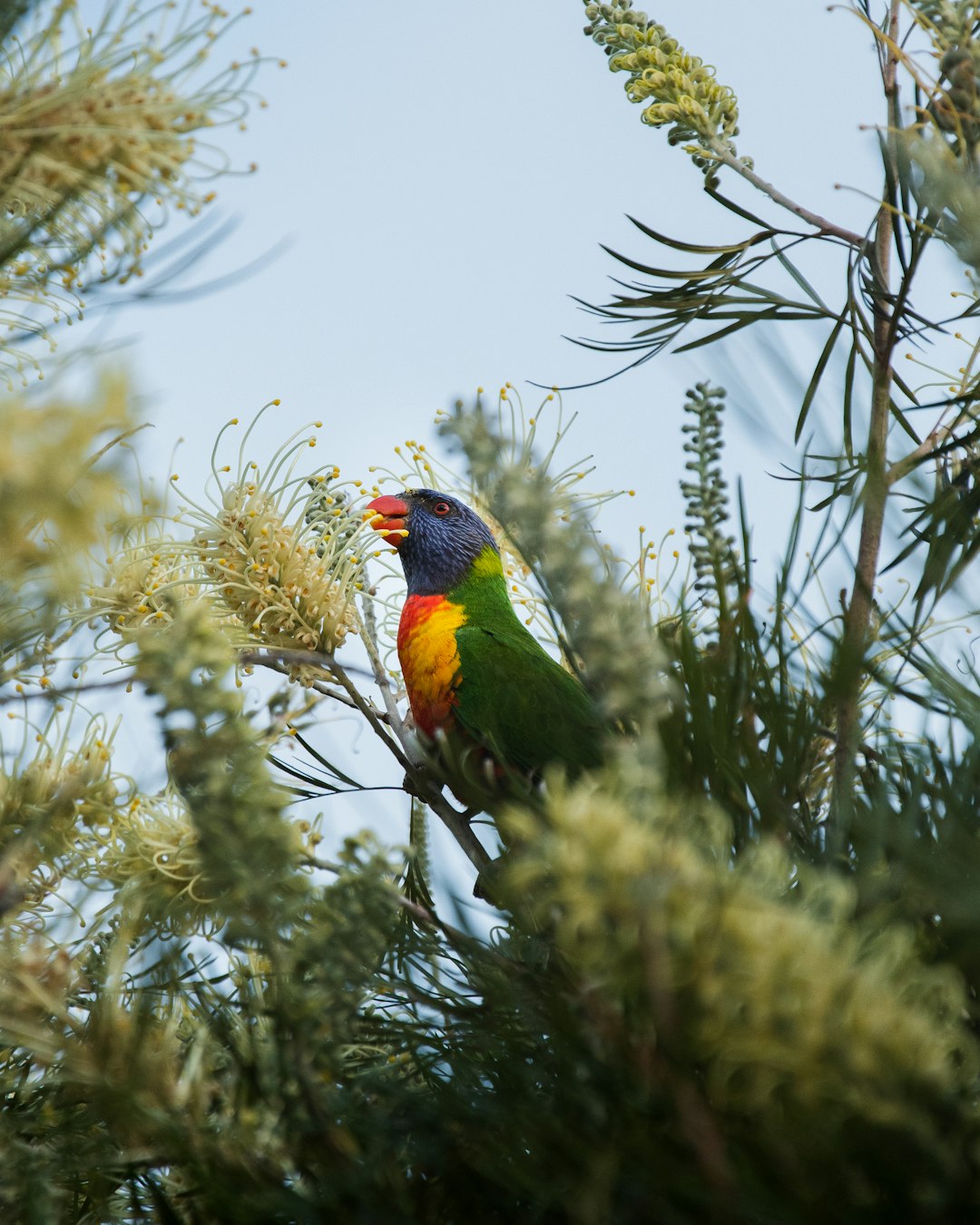 green yellow and red bird on brown tree branch during daytime