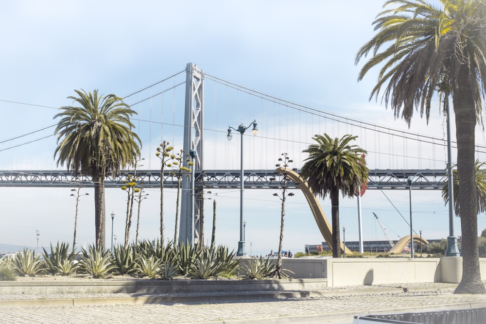 palm trees near body of water