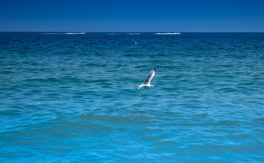 white bird flying over the sea during daytime