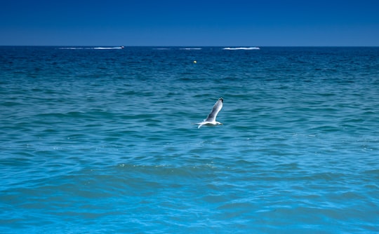 white bird flying over the sea during daytime in Paralia Panteleimonos Greece