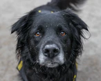 black labrador retriever with blue collar