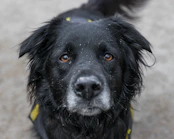 black labrador retriever with blue collar
