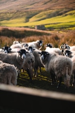 A group of sheep with thick, fluffy wool stand closely together in a field. The surrounding landscape features rolling hills with a mix of green grass and brown, earthy tones. Sunlight casts soft shadows, highlighting the texture of the sheep's wool and the contours of the hills.