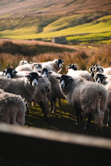 A group of sheep with thick, fluffy wool stand closely together in a field. The surrounding landscape features rolling hills with a mix of green grass and brown, earthy tones. Sunlight casts soft shadows, highlighting the texture of the sheep's wool and the contours of the hills.
