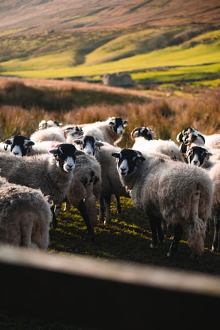 A group of sheep with thick, fluffy wool stand closely together in a field. The surrounding landscape features rolling hills with a mix of green grass and brown, earthy tones. Sunlight casts soft shadows, highlighting the texture of the sheep's wool and the contours of the hills.