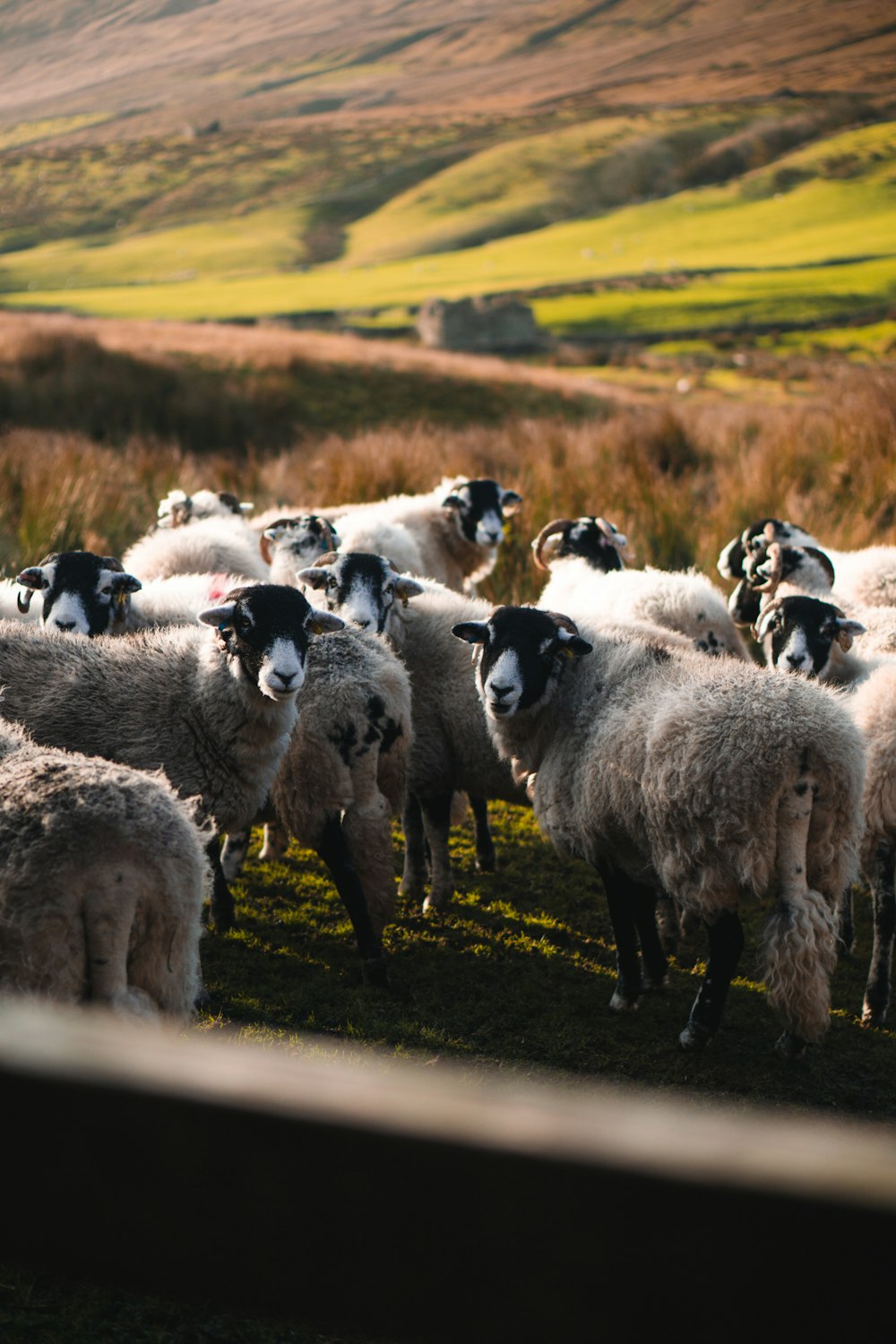 herd of sheep on green grass field during daytime