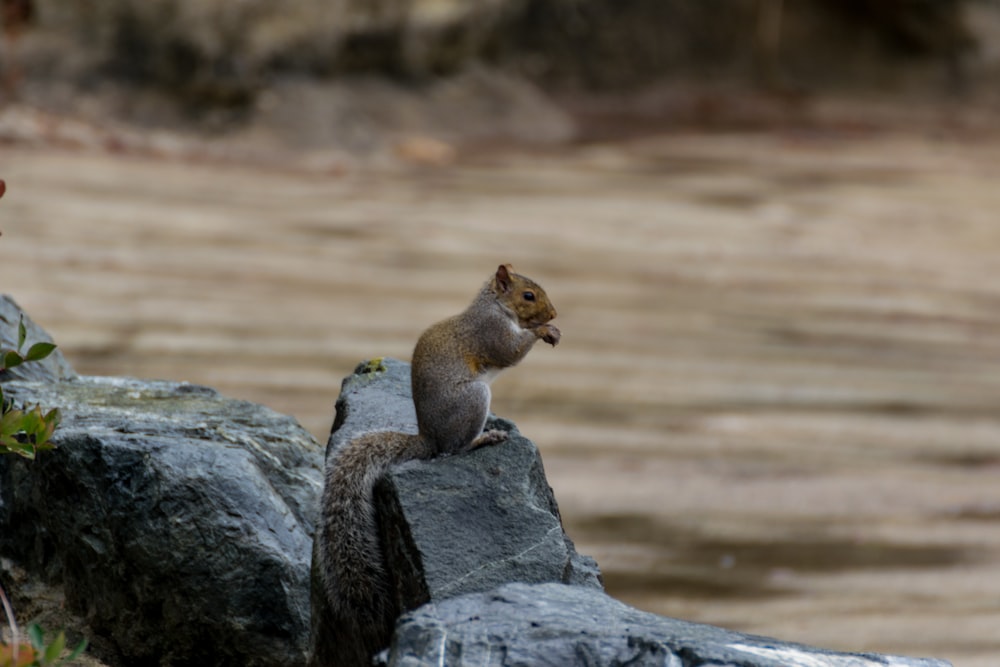 brown squirrel on gray rock during daytime