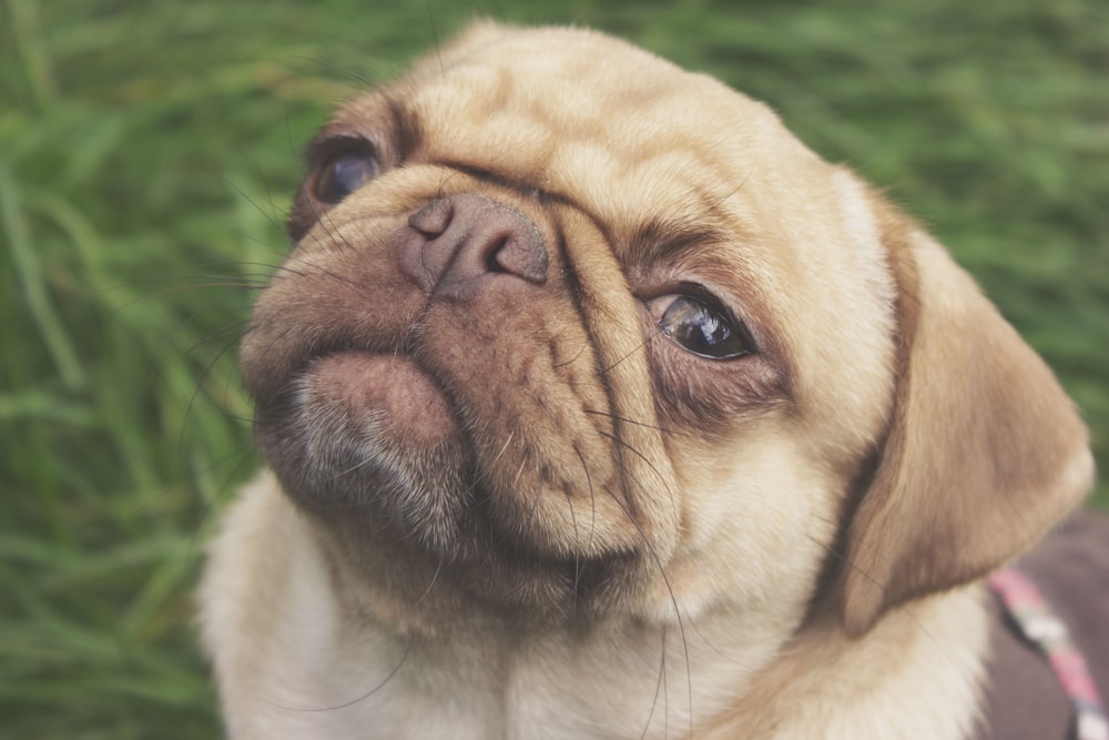 fawn pug on green grass field during daytime