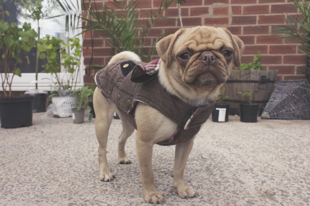 fawn pug with black and white dog leash