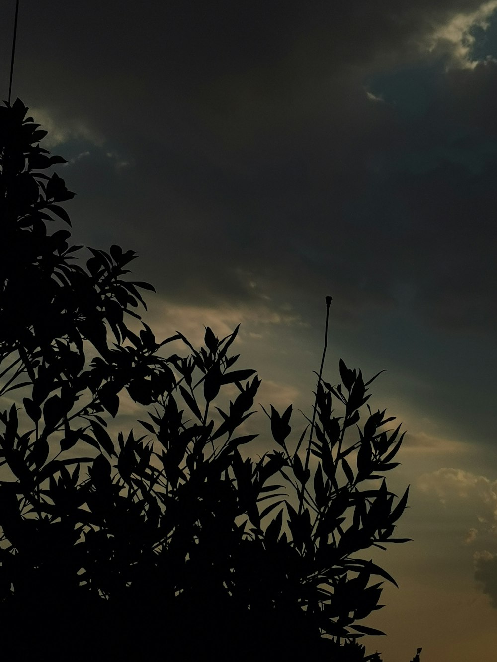 silhouette of plant under cloudy sky during daytime