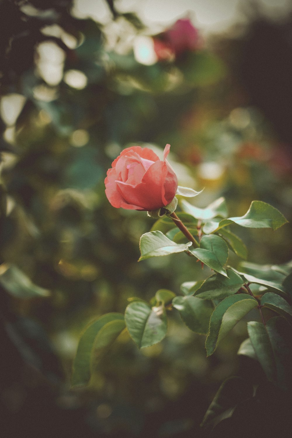 red rose in bloom during daytime