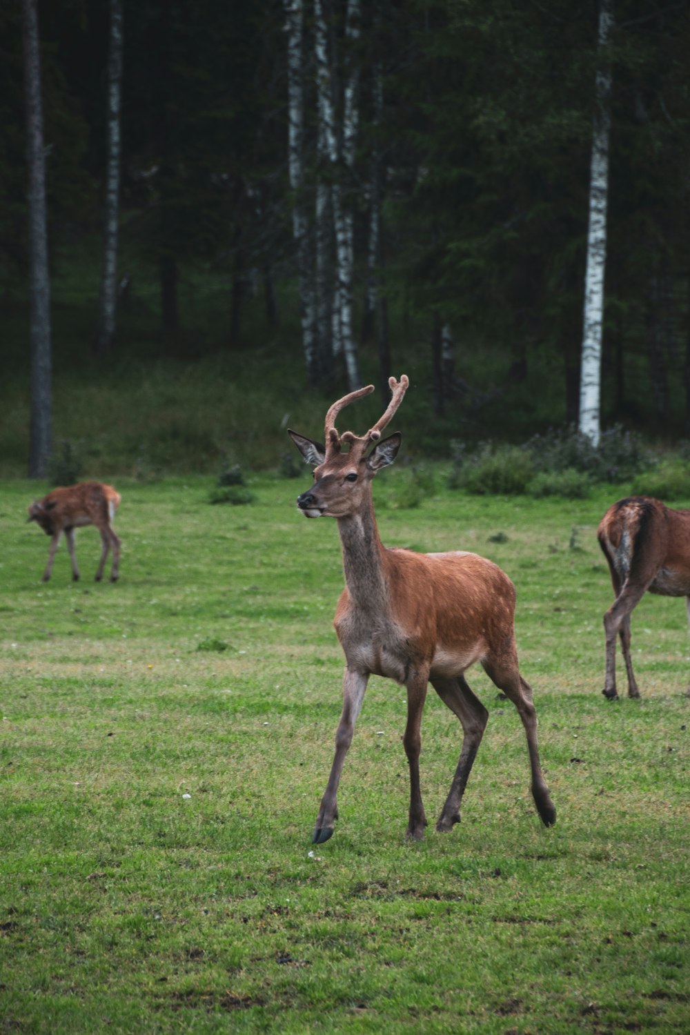 brown deer on green grass field during daytime