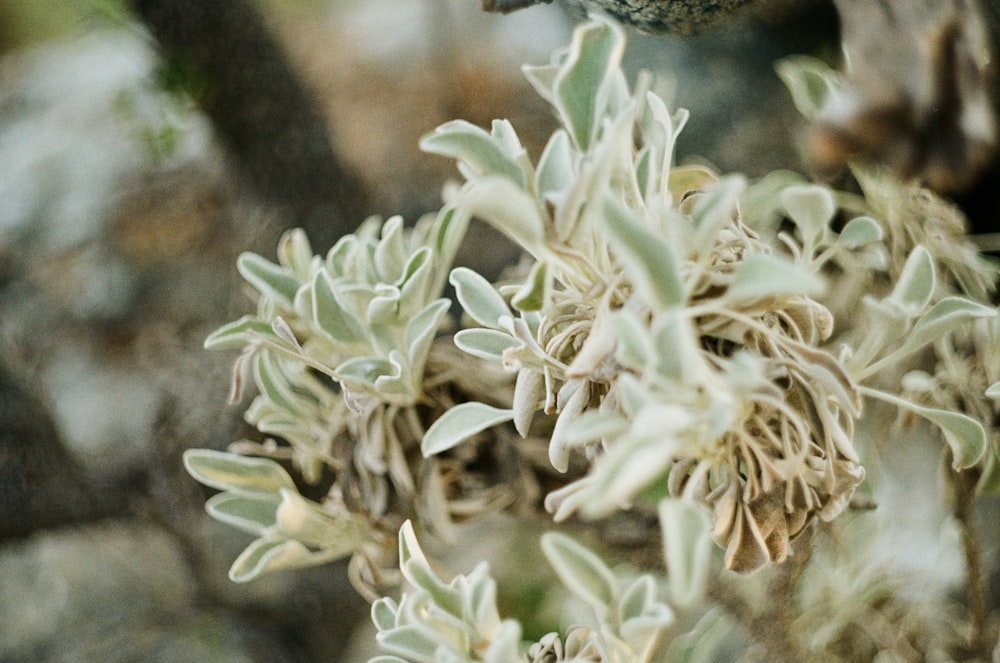 white flowers in tilt shift lens