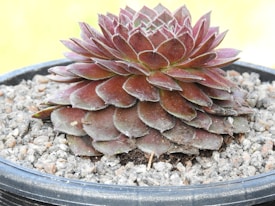 A close-up view of a succulent plant with rosette-shaped leaves growing in a black pot filled with gravel. The leaves are fleshy and have a reddish-brown hue with some green highlights at the center.