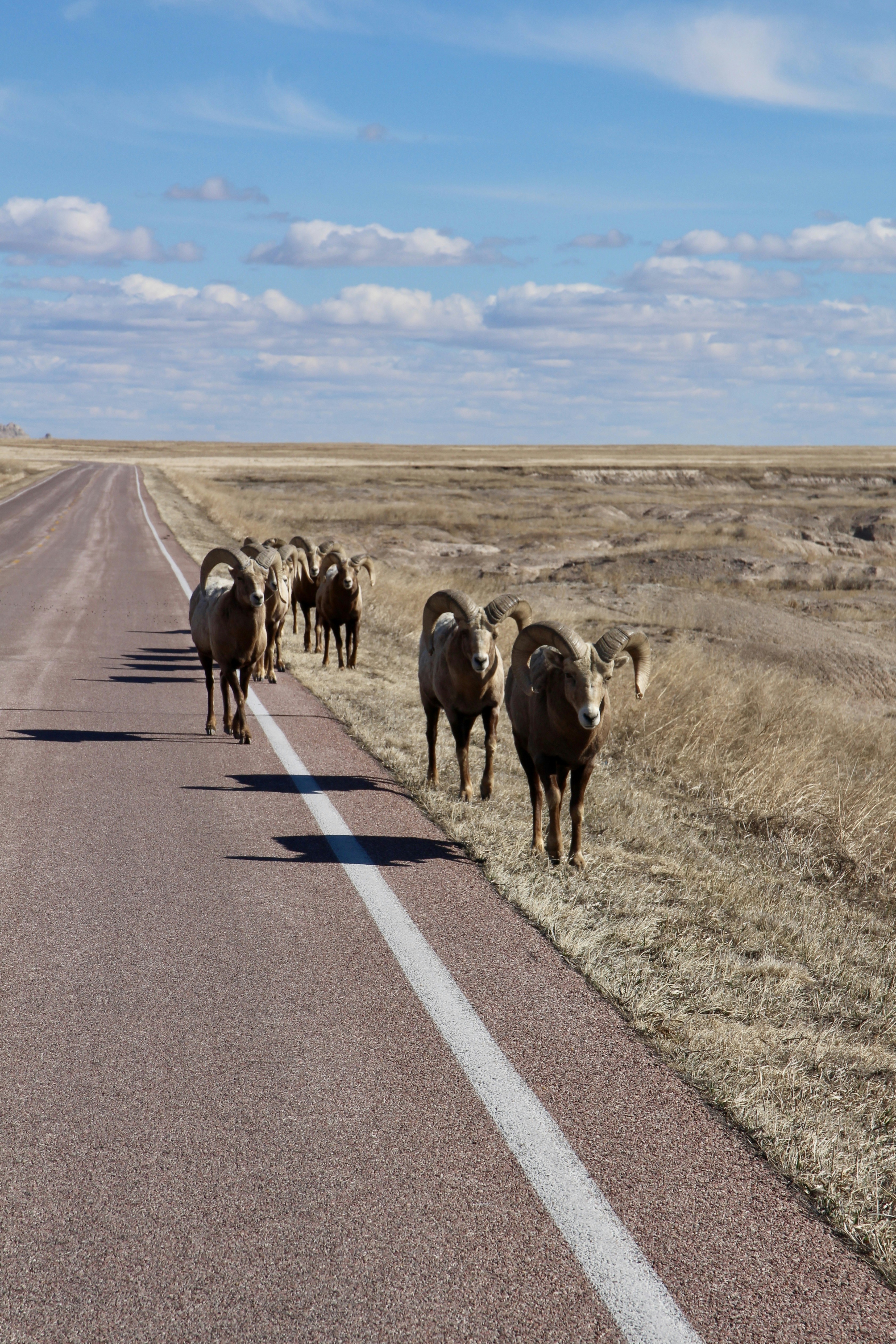 herd of sheep on road during daytime
