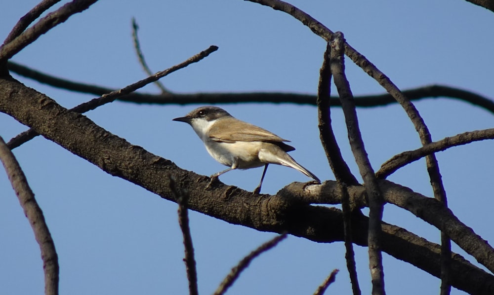 white and brown bird on brown tree branch