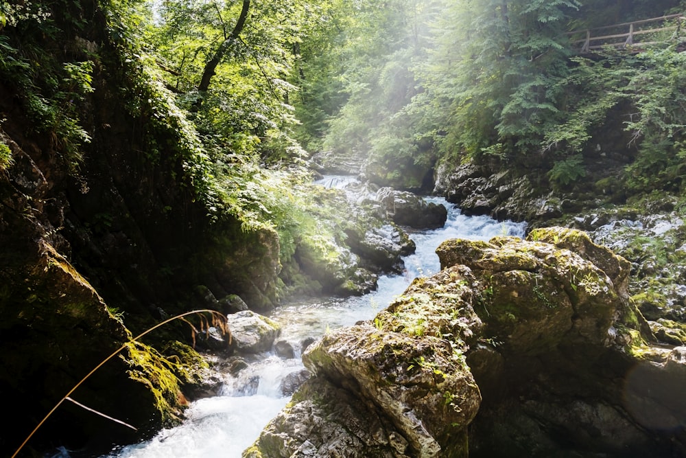 river in the middle of green trees