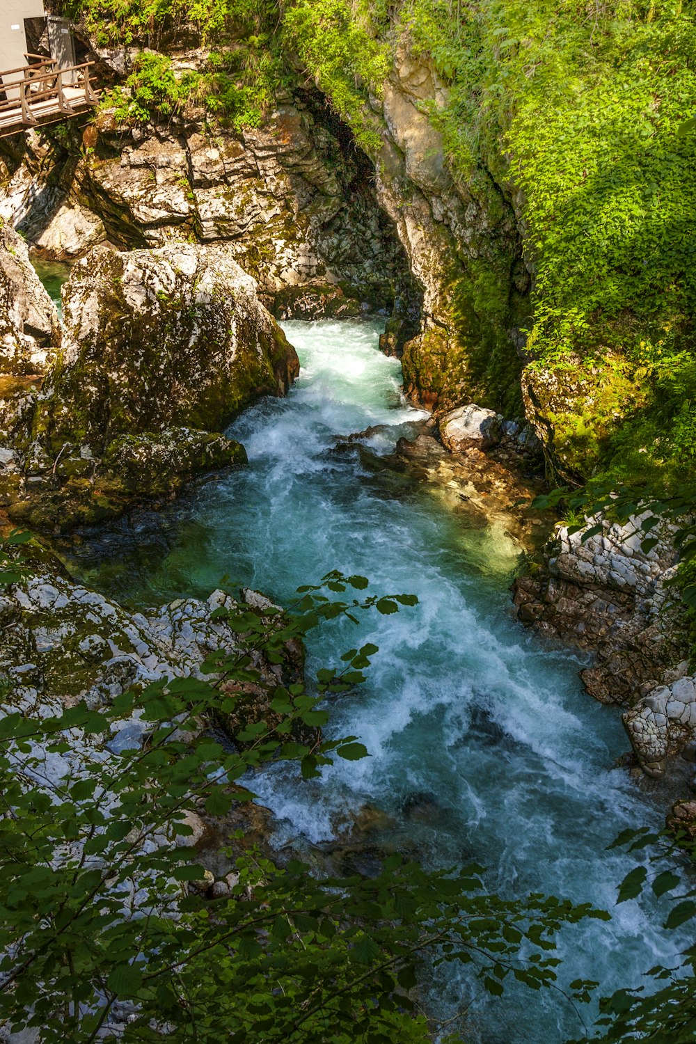 river in between green trees during daytime