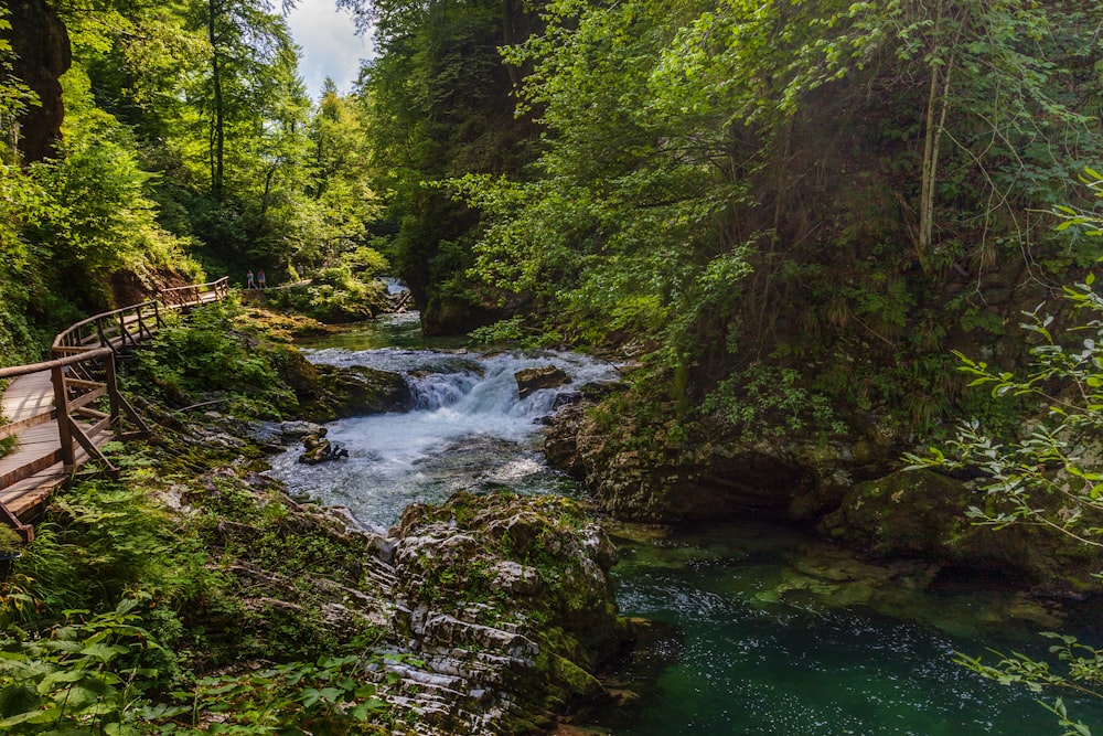 river in the middle of green trees