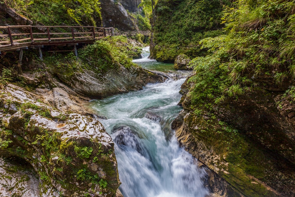 river in the middle of the forest