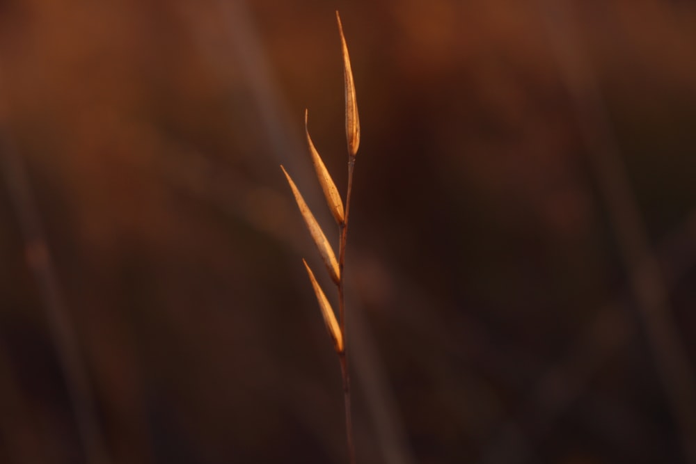 brown wheat in close up photography